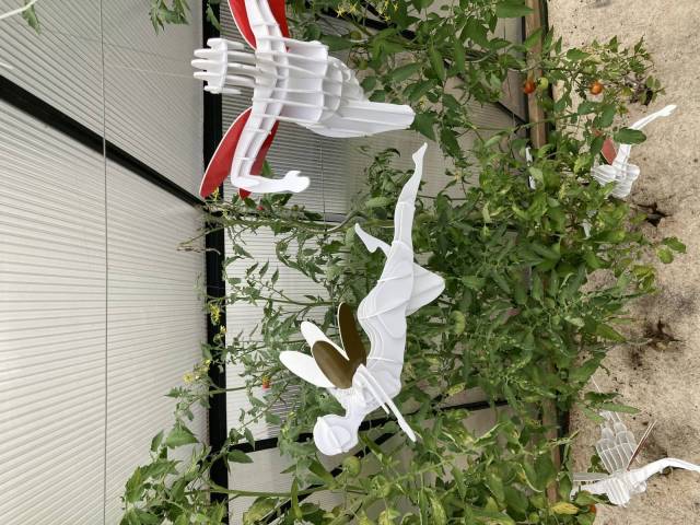 entre 40 et 50 cm